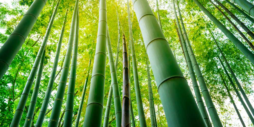 Piante di Bamboo